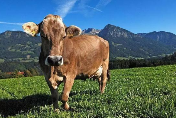 畜牧業(yè).png 畜牧業(yè).png