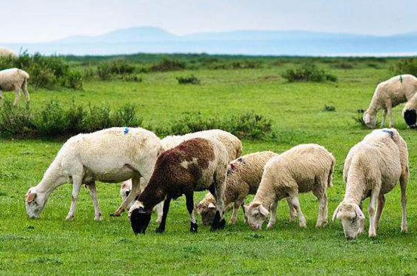 畜牧業(yè).png 畜牧業(yè).png