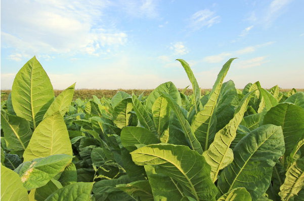 煙草.png 煙草.png