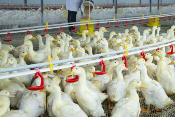 智慧養(yǎng)殖.png 智慧養(yǎng)殖.png