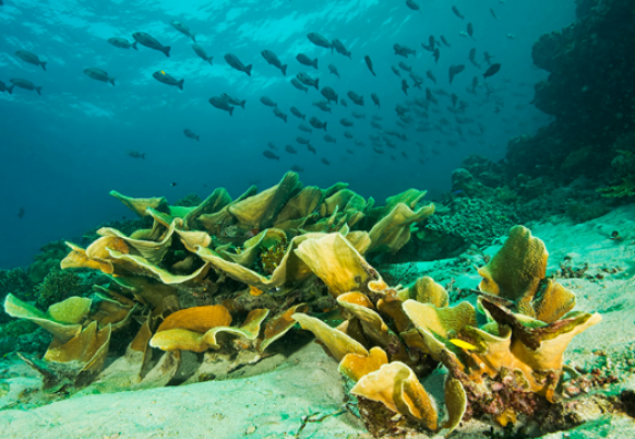 海洋環(huán)境.png 海洋環(huán)境.png